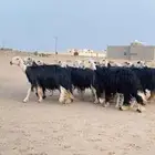 غنم مجد صنف
