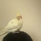 كروان مفقود