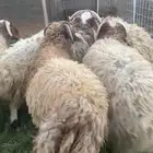 خرفان نعيم جزله جبر ناهي شي يجمل ولحمه نضيفه اوزان عاليه