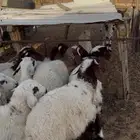 بهم نعيم