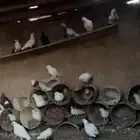البتراء