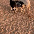 للبيع متبع ب خروفين