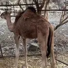حاشي