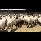 غنم نعيم مراح فاخرة للبيع