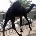 قعود مجهم لباني فل