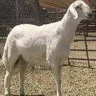 فحل حري فاخر جدااا