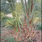 يوجد لدينا نخل للبيع مثمر جميع أنواعه