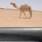 للبيع الشقحا الكفوو