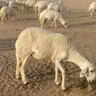 حريات غنم مراح