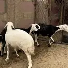 3 من الضان كفو ع الشرط