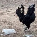 دجاج اسود صك اندنوسي للبيع