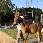 مهر فرزيان