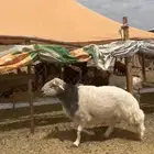 خروف فحل كفو صنف من حلال شهران الصنف