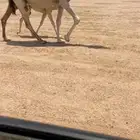 للبيع الخلفه الكفو
