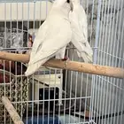 جوز روز