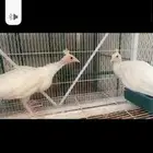 طاووس ابيض فروخ تبارك الله