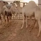 للبيع قعود العمر 8 شهور سمين جدا اللهم بارك