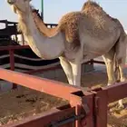 ضحيه ثنيه