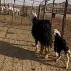 خلفه نجديه