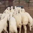 طليان تربيه مراح واحد