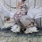 زوج كرنقو ملي بار top