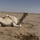 عشرا عونيه طيبه