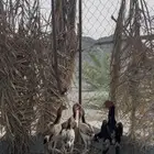 شامو ياباني