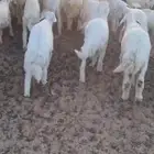 بهم حري 42