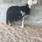 نجديه طيبه
