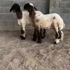 رخال صنف