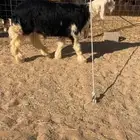 مشاريع فحول