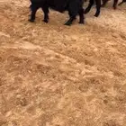 معزا عوارض خصمم