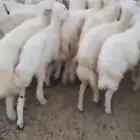 للبيع رخال فرصة القناي العدد 109