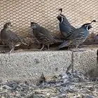 للبيع كاليفورنيا