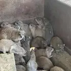 وبر
