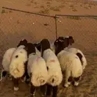 بهم نعيمي فاخر