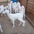 6معزا خلفات معها11