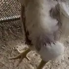 دجاج لاحم للبيع