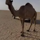 رباع للبيع نقبل البدل