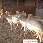 حريات مقاني