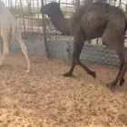 قعود 3 شهور
