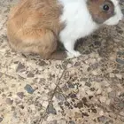 ارنب للتبني