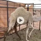 للبيع حواره 5 شهور