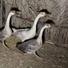 وز عراقي