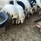 طليان هرافا للبيع