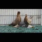 زوج صنعاني اصفر top