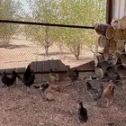 دجاج بلدي بياض