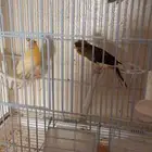 اجواز كناري