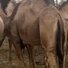 حشو للبيع في بيشه