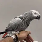 بغباء كاسكو متكلم